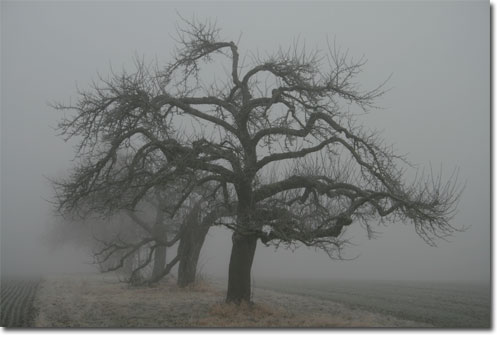 Winterimpression