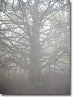 Baum im Nebel