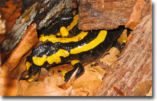 Feuersalamander