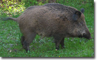 Wildschwein