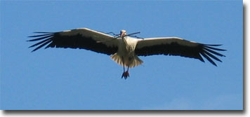 Storch im Anflug