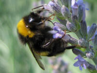 Hummel bei der Arbeit