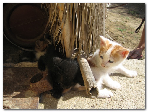 Katzenbabies