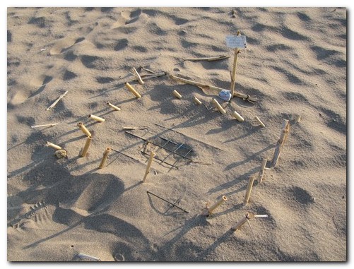 Schildkrötennest
