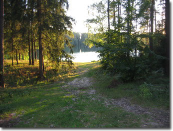 Schöne Abendstimmung im Wald von Szeroki Bor