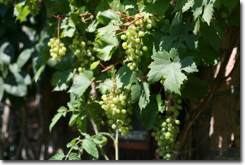 Wein