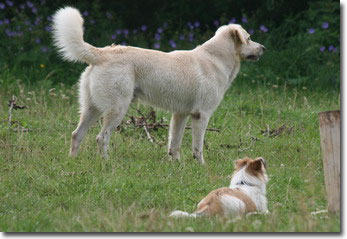 Sissy und ihr neuer Freund