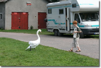 Schwan kommt näher