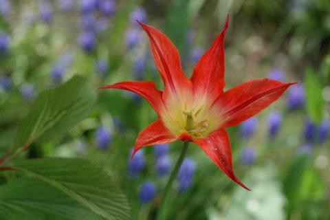 Auch eine Tulpe?