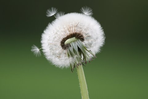 Pusteblume